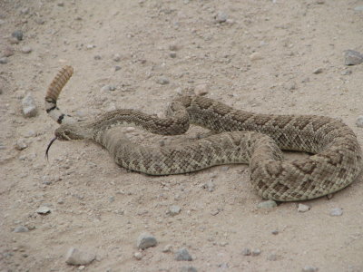 Gila river - rattle snake IMG_0882.JPG