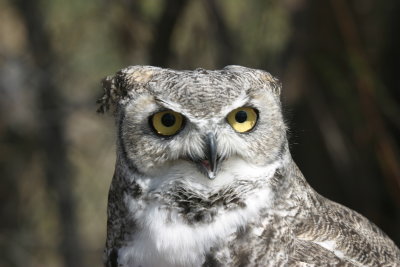 Many horned owls live in AZ IMG_6940.JPG