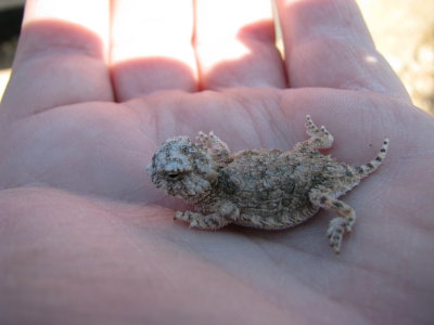 Miniature Dinosaur IMG_1553.JPG