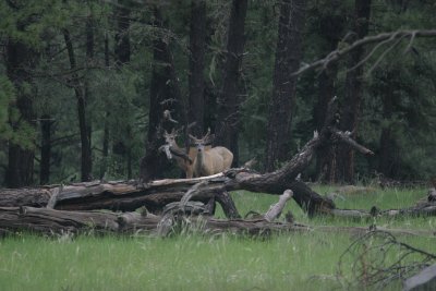 Mule Deer - White Mtns IMG_8428.JPG