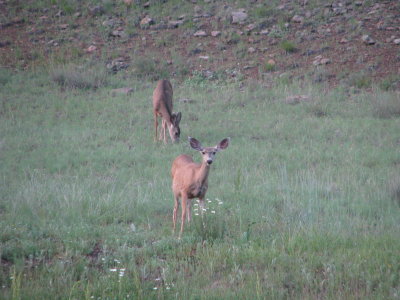 Mule deer in White Mtns IMG_1259.JPG