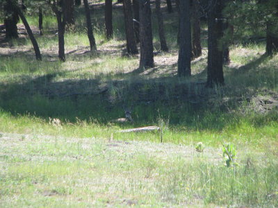 Mule deer on the Mogollon Rim east of Payson IMG_1269.JPG