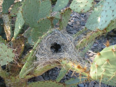 Nest in prickly pear cactus - NW of Wickenburg IMG_1535.JPG