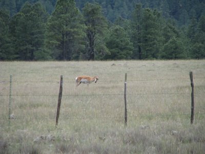 Pronghorn Antelope in White Mtns IMG_1270.JPG