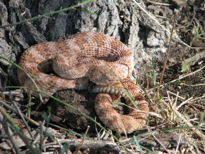 Rattlesnake found in high desert NW of Wickenburg IMG_1513.JPG