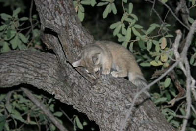 Ring Tail Cat 1 - Cochise Stronghold IMG_7229.jpg