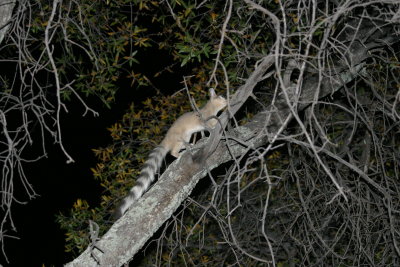 Ring Tail Cat 2 - Cochise Stronghold IMG_7210.jpg