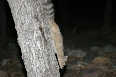 Ring Tail Cat 3 - Cochise Stronghold IMG_7223.jpg