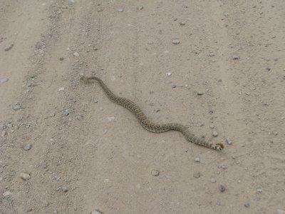 Same rattlesnake near Gila River - just wants to be left alone IMG_0884.JPG
