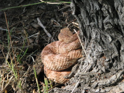 Snuck up on rattlesnake behind and touched it - stupid but did not get bit IMG_1518.JPG