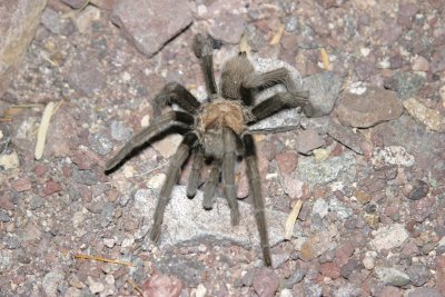 Tarantula - Below Hoover Dam IMG_6391.JPG