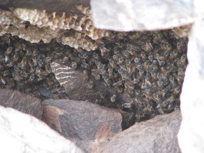 Too close to Africanized bees IMG_0707.JPG