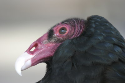 Vulture - even uglier close up IMG_6942.JPG