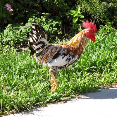 Free range chickens in Key West  - IMG_4560a.jpg