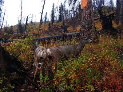 These wily deer weren't budging off the trail