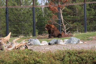 Sam is their biggest bear at 1000 lbs!