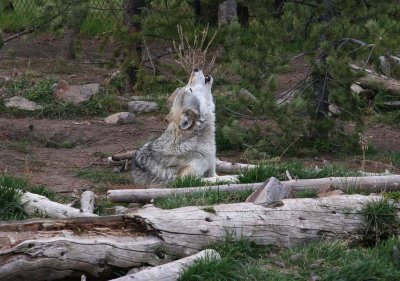 We caught them when they were howling