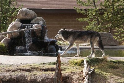 There are 4 wolves in the pack at the center