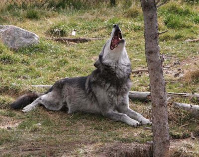 Grizzly and Wolf Experience, Jackson WY and Grand Tetons