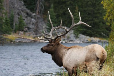 This guy caused a major elk jam in the road