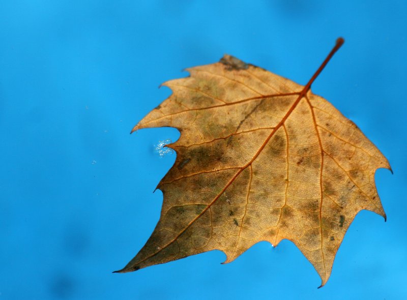 Sycamore Leaf in the Fountan Pool
