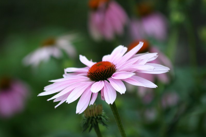 Echinacea Blossom