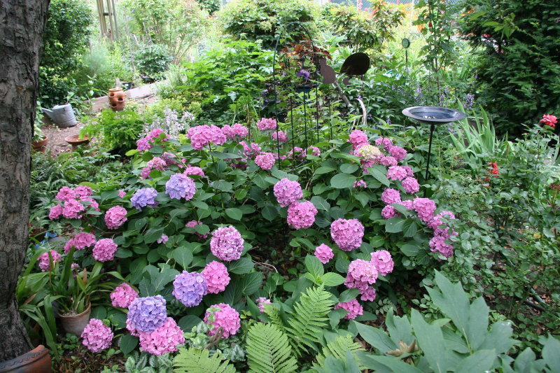 Garden View - Hydrangea