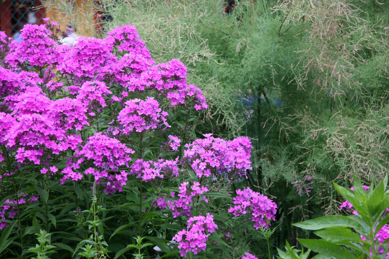 Phlox & Tamarisk Blossoms