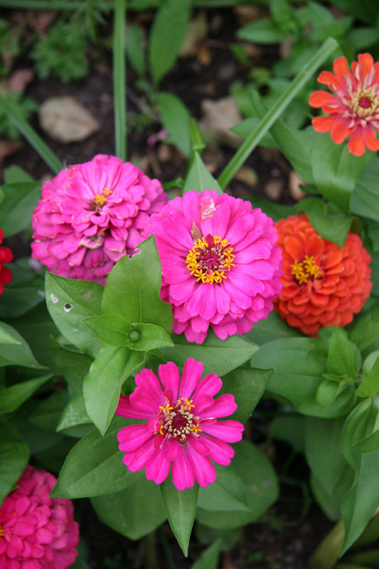 Zinnias