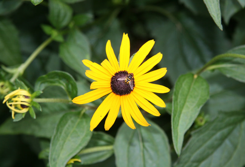 Blackeyed Susan