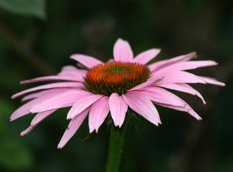 Echinacea