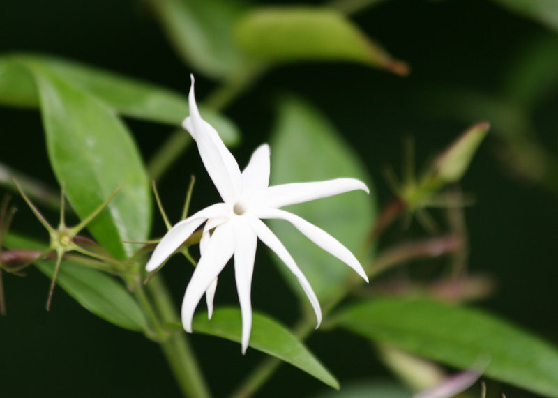 Jasmin Blossom