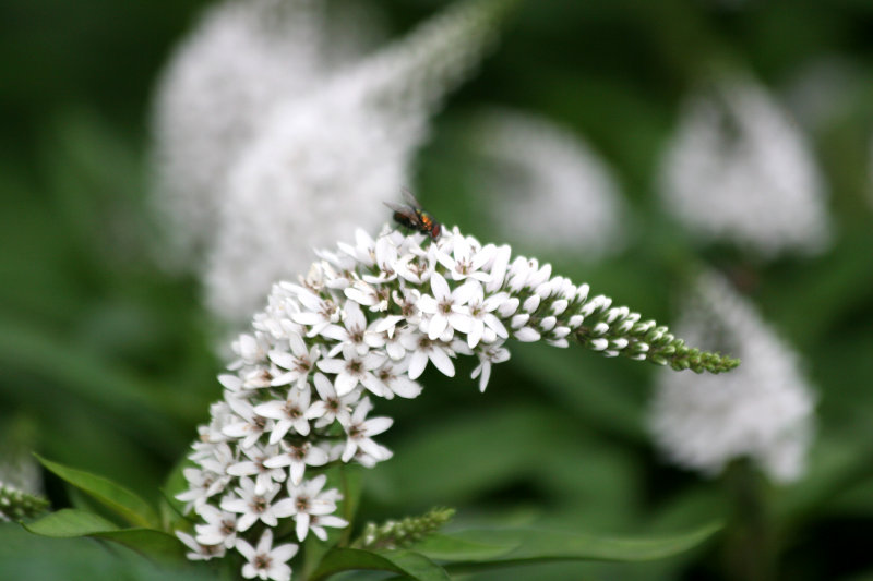 Lysimachia
