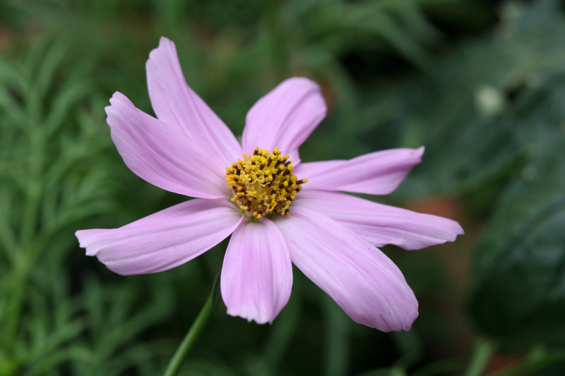 Cosmos