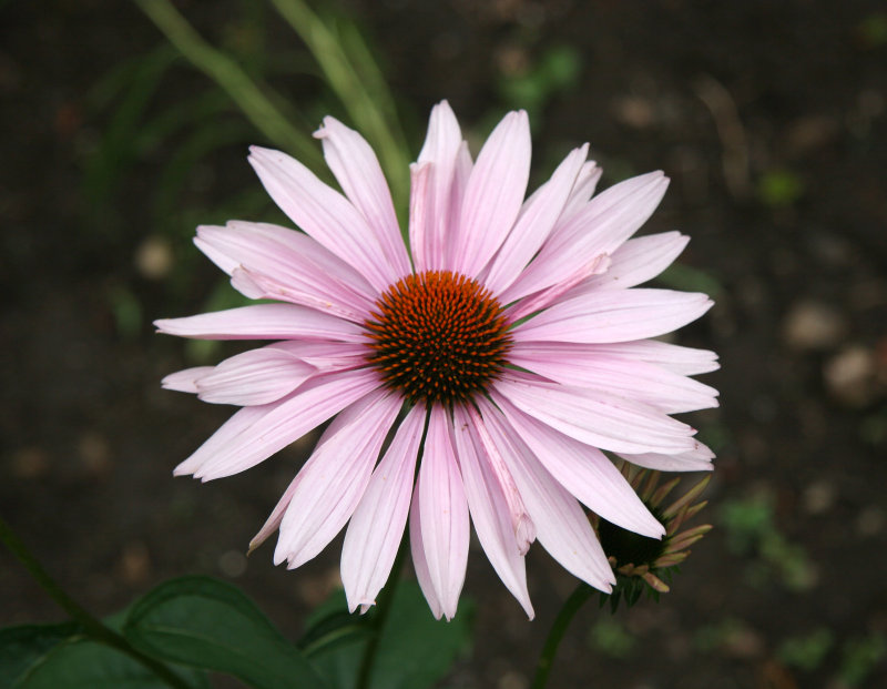 Echinacea Blossom