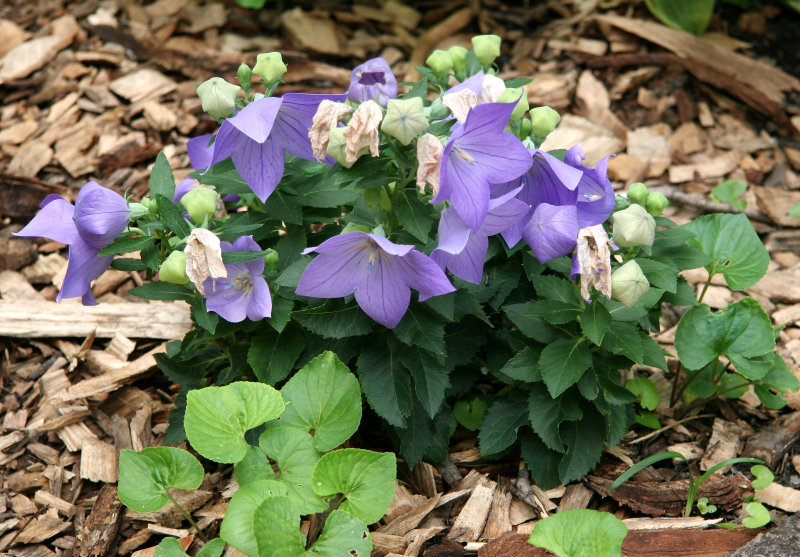 Balloon Flowers