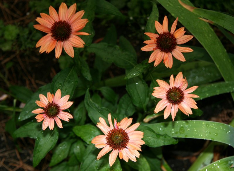 Echinacea