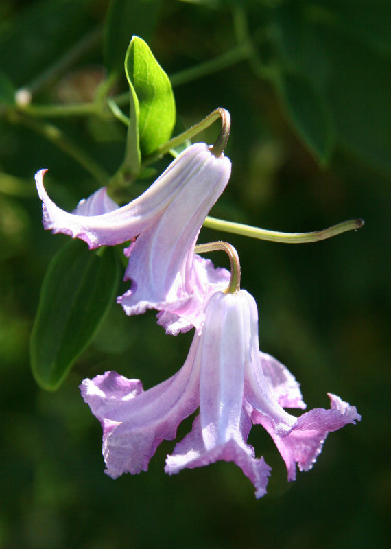 Etain Rambler - Rose Garden