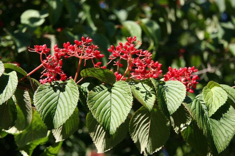 Viburnum Blossom Buds or Fruit? - Rock Garden