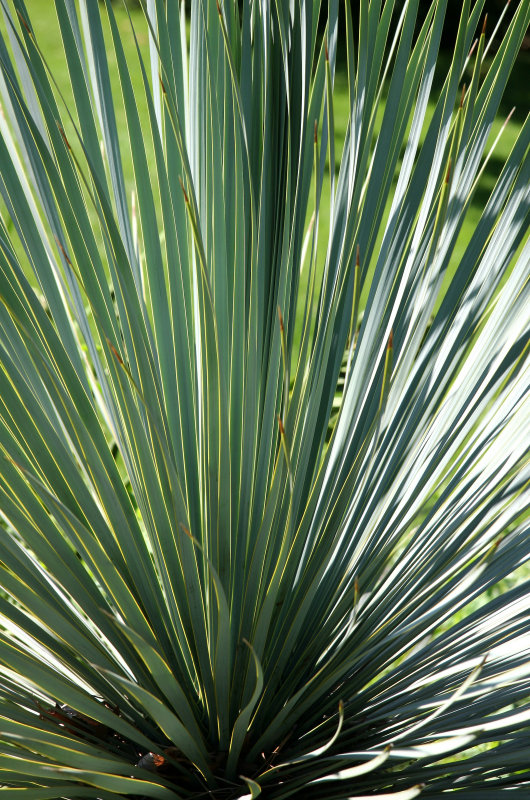 Variegated Yucca - Rock Garden