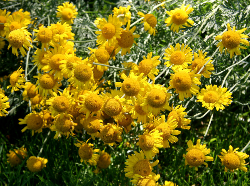 Cone Flowers