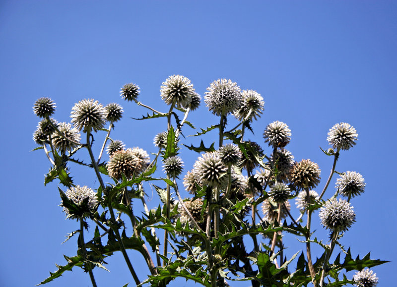 Thistle Blossom
