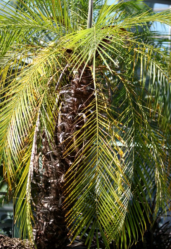 Palm