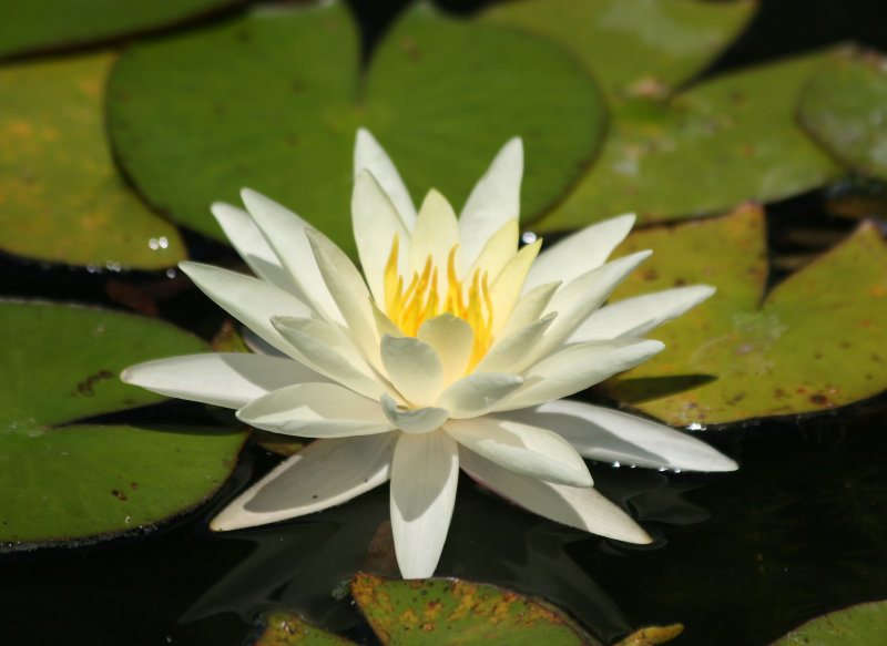 Water Lily