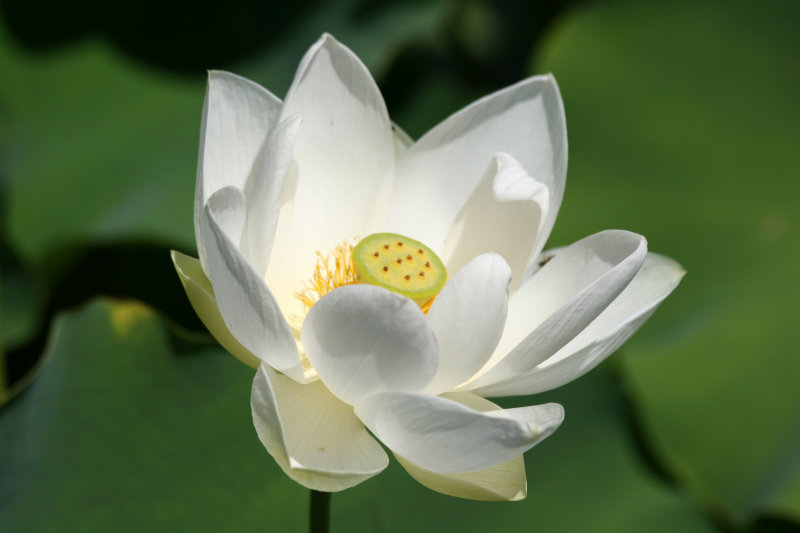 Lotus