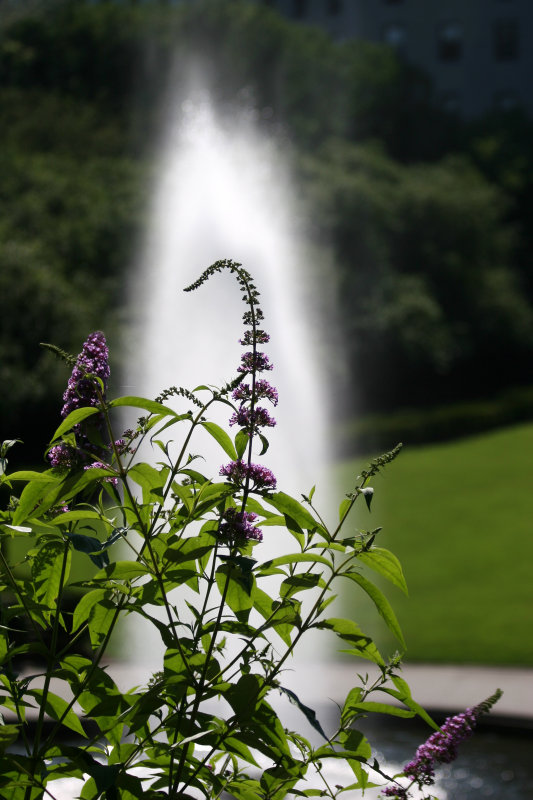 Fountain & Butterfly Bush