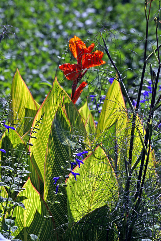Canna or Indian Shot