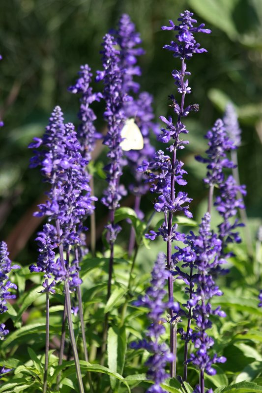 Salvia & a Cabbage Butterfly