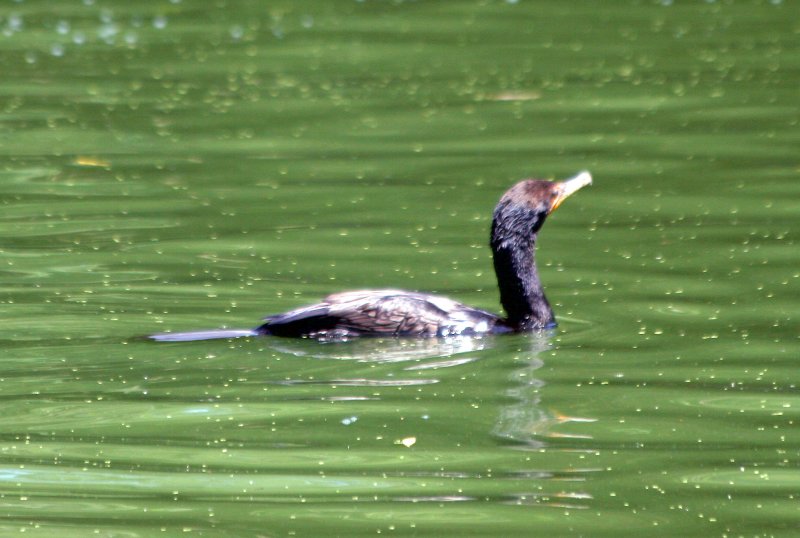 Cormorant in the Lake