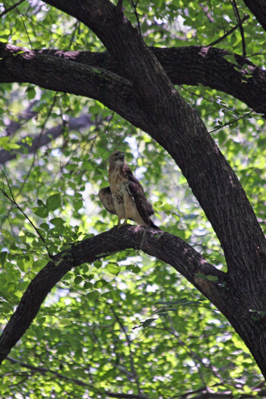 Red Tailed Hawk in an American Elm Tree - Central Park Mall